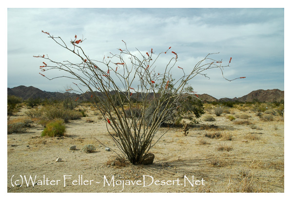 Ocotillo plant in Joshua Tree